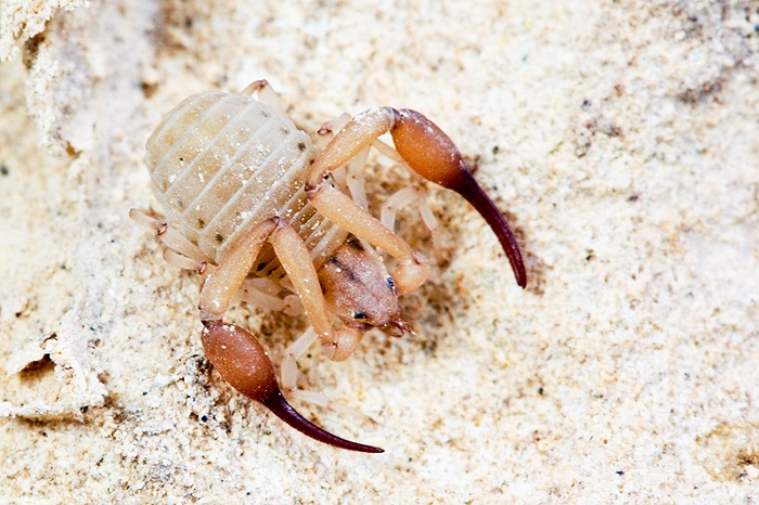 Pseudoscorpione: probabile Garipus sp. - Malta